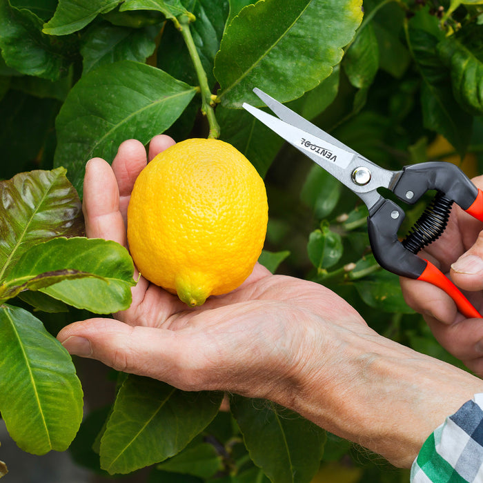 Ventool 7.5 英寸/190 毫米水果剪，園藝手用修枝剪 - 橙色