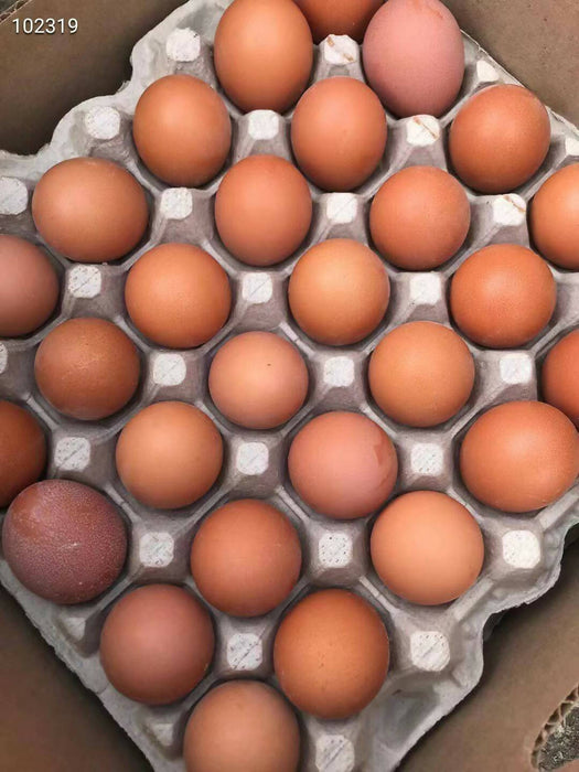 Jumbo 鸡蛋 一箱100个